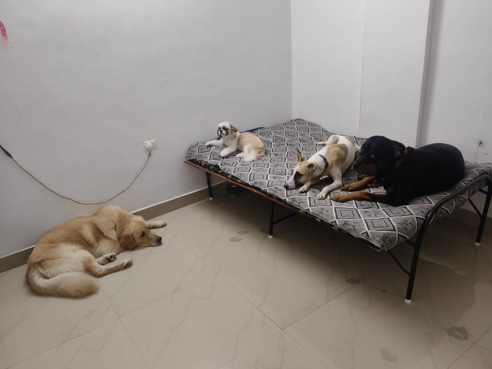 Friendly dogs resting harmoniously together on daybed cot